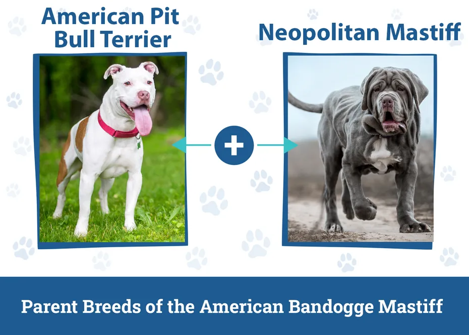 Parent Breeds of the American Bandogge Mastiff