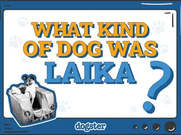What Kind of Dog Was Laika? Space History & Facts