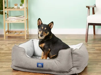 10 Best Dog Beds in 2026 - Reviews & Top Picks