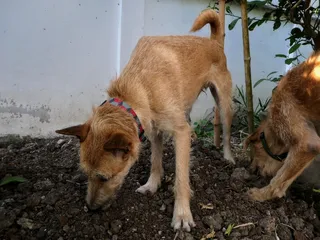 Why on Earth Do Dogs Eat Socks, Rocks, and Dirt?
