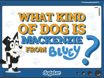 What Kind of Dog Is Mackenzie from Bluey? Breed Facts & Explanation