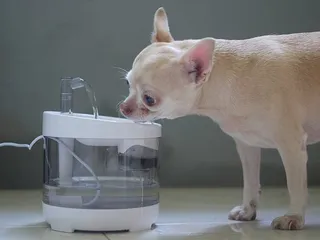 My Dog Is Drinking More Water Than Usual in the Winter: 3 Vet-Reviewed Reasons