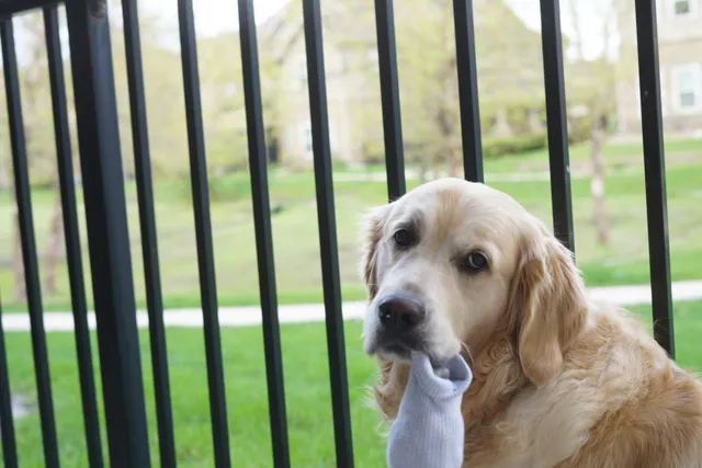 Why Do Golden Retrievers Like Socks So Much? Vet-Verified Risks & Prevention Tips