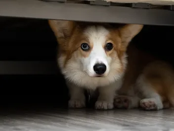 Why Is My Dog Hiding Under The Bed? 5 Possible Reasons & How to Help (Vet-Reviewed)