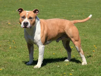 American Staffordshire Terrier Breed Info, Pictures, Facts & Traits