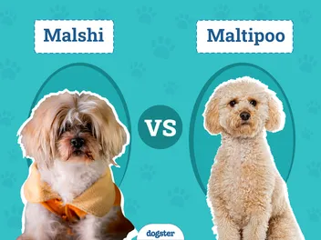 Malshi vs Maltipoo: Which One Is Right for Me? (With Pictures)