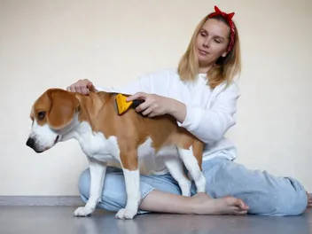 How Much Do Beagles Shed? Hair Cycle & Vet-Approved Grooming Tips
