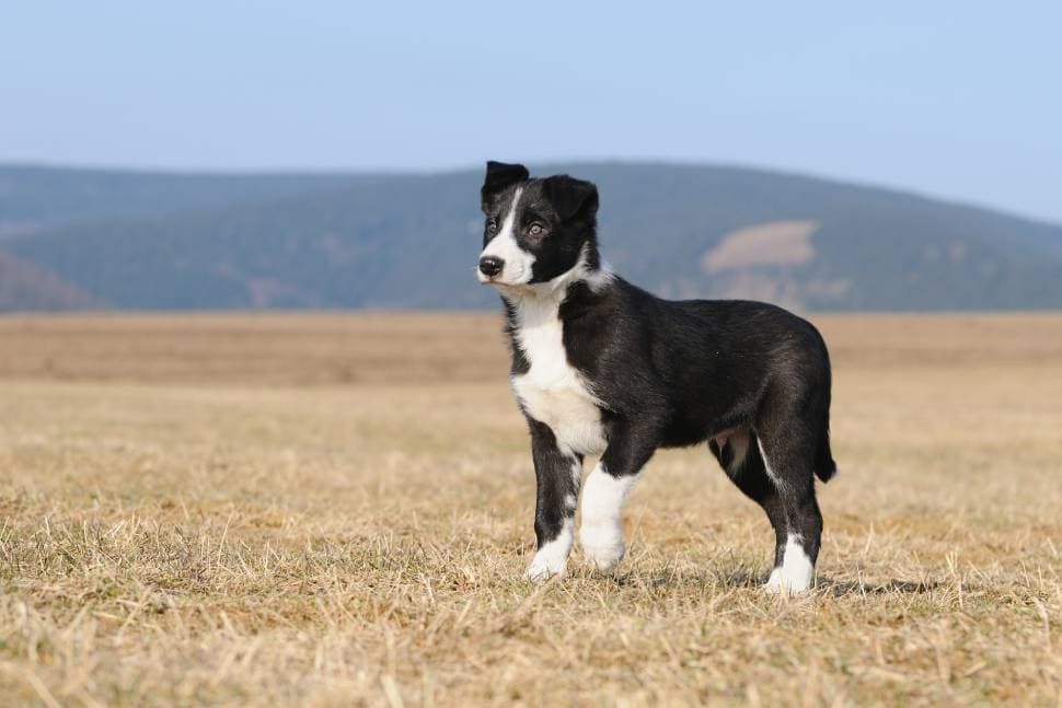 Short Haired Border Collie