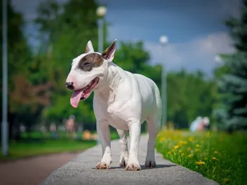 Bull Terrier Dog Breed: Info, Pictures, Facts, Traits & History