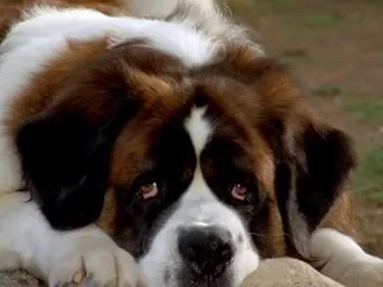 What Breed of Dog is Beethoven? Famous Movie Dogs Presented