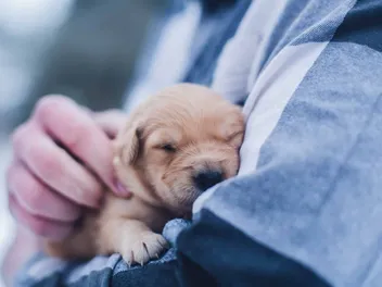4 Reasons Why Puppies Make Bad Holiday Gifts