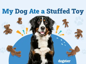 My Dog Ate a Stuffed Toy, What Should I Do? Our Vet Explains