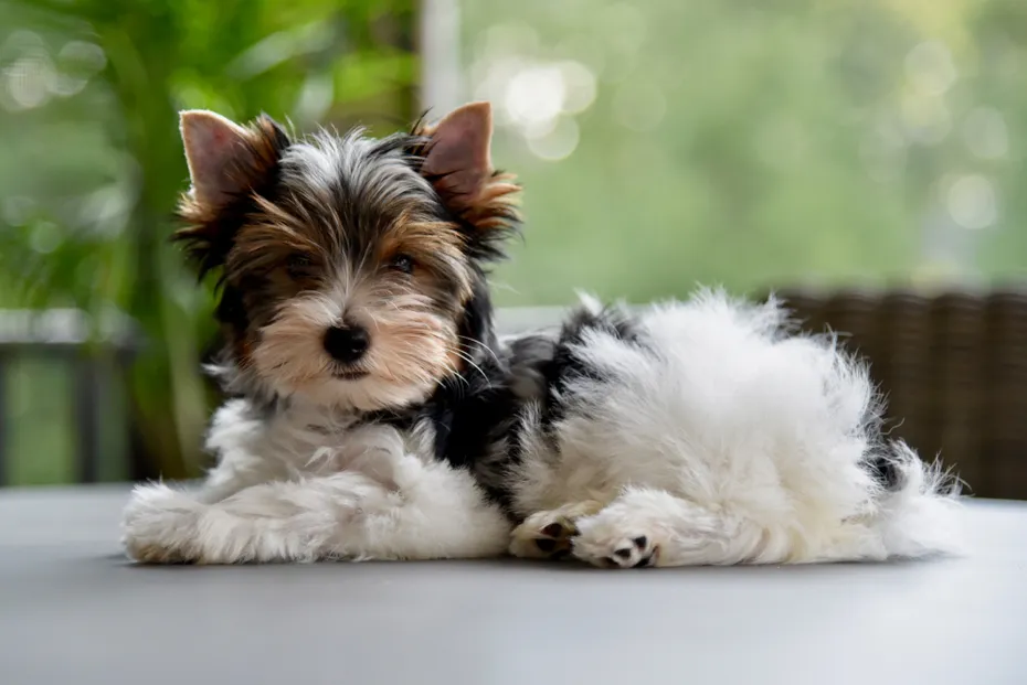 Biewer Yorkshire Terrier puppy laying on a table