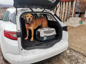Dogs and Car Journeys: Lava's Off-Key Musicals