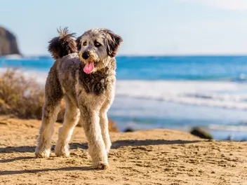 How Much Does an Aussiedoodle Cost? 2026 Price Guide