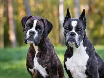 Ear Cropping in Dogs & Why It’s Bad: Vet-Verified Facts