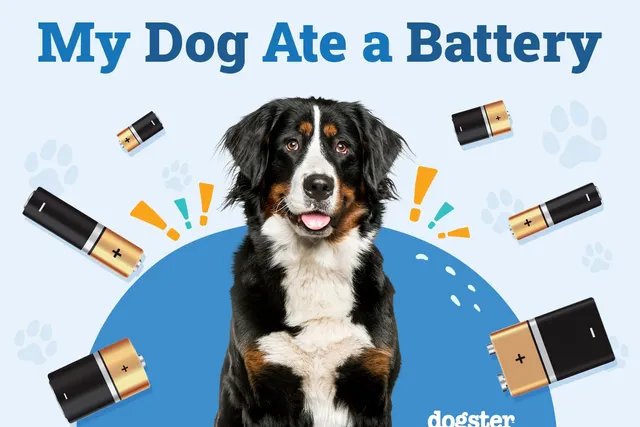 My Dog Ate a Battery: What to Do, Signs & Treatment (Vet Answer)