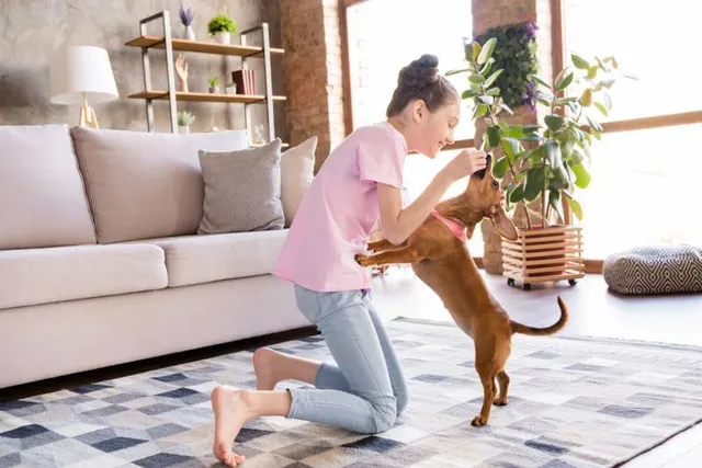 Is a Dachshund a Good Apartment Dog? Doxie Characteristics & Facts