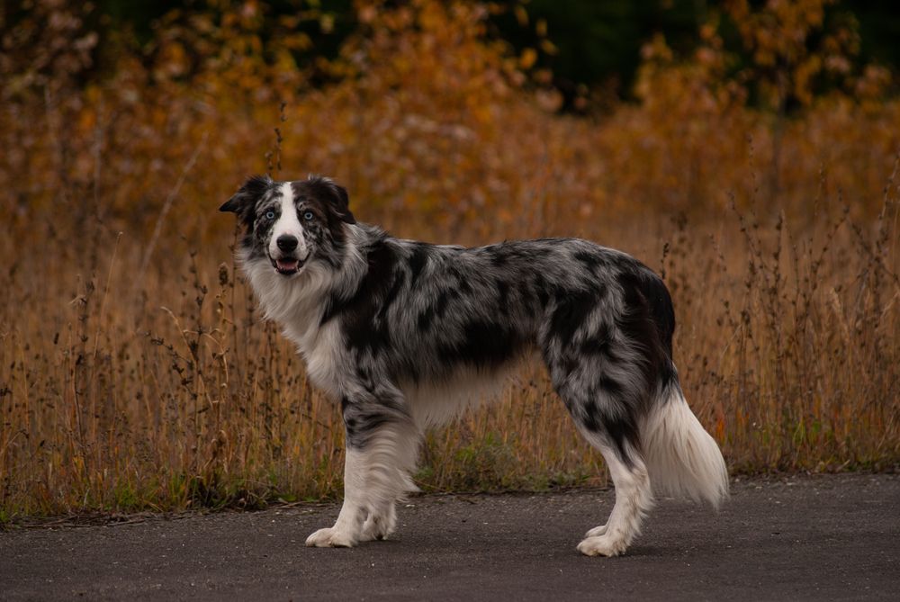 Side Portrait of Male Blue Merle Border Collie Standing on a sideway