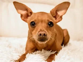 Chipin (Chihuahua & Miniature Pinscher Mix): Info, Pictures, Care & More