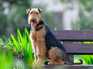 How Big Does an Airedale Terrier Get? With Growth & Weight Chart