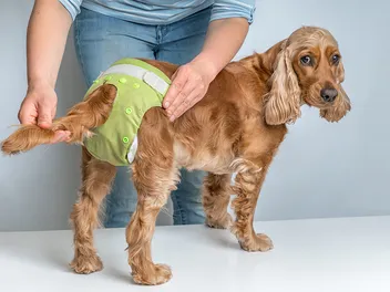 10 Best Dog Diapers in 2026 – Reviews & Top Picks