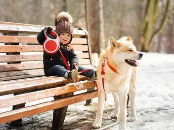 Is An Akita a Good Guard Dog? Breed Temperament & Training Tips