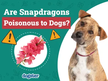 Are Snapdragons Poisonous to Dogs? Vet-Verified Facts & Safety