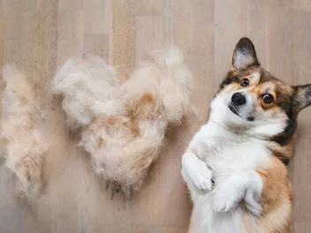 Dog Hair vs. Fur: Vet-Verified Differences & How to Treat Them