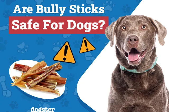 Are Bully Sticks Safe for Puppies? Vet-Reviewed Nutrition & Safety Facts