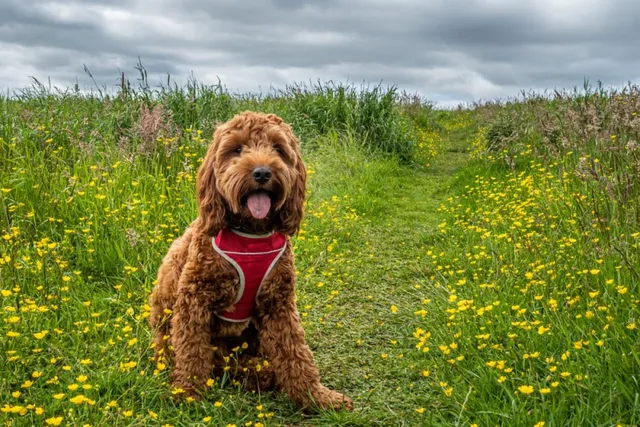 Do Cockapoos Shed? Facts & FAQ