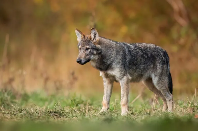Grey wolf Canis lupus close up standing outdoors