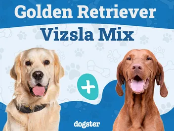 Golden Retriever Vizsla Mix: Info, Pictures, Care Guide & More