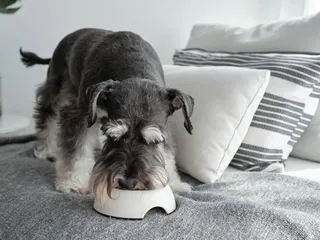 11 Best Dog Foods for Miniature Schnauzers in 2026 - Reviews & Top Picks