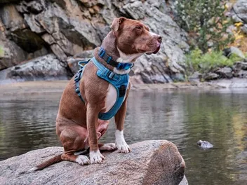 How to Put On a Dog Harness Correctly - Standard, Step-In & Front Clip