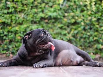 Pug Pregnancy: Vet-Verified Signs, Care & Week-By-Week Guide