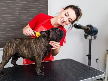 10 Best Brushes for French Bulldogs in 2026 - Reviews & Top Picks