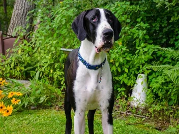 Mantle Great Dane: Info, Pictures, Origin & History