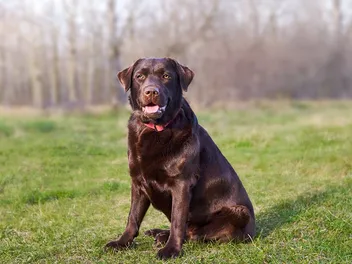 How Much Do Labradors Shed? Vet-Verified Care and Grooming Tips