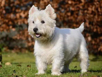 How Much Do Westies Bark? Read Before You Bring One Home (Vet-Reviewed)