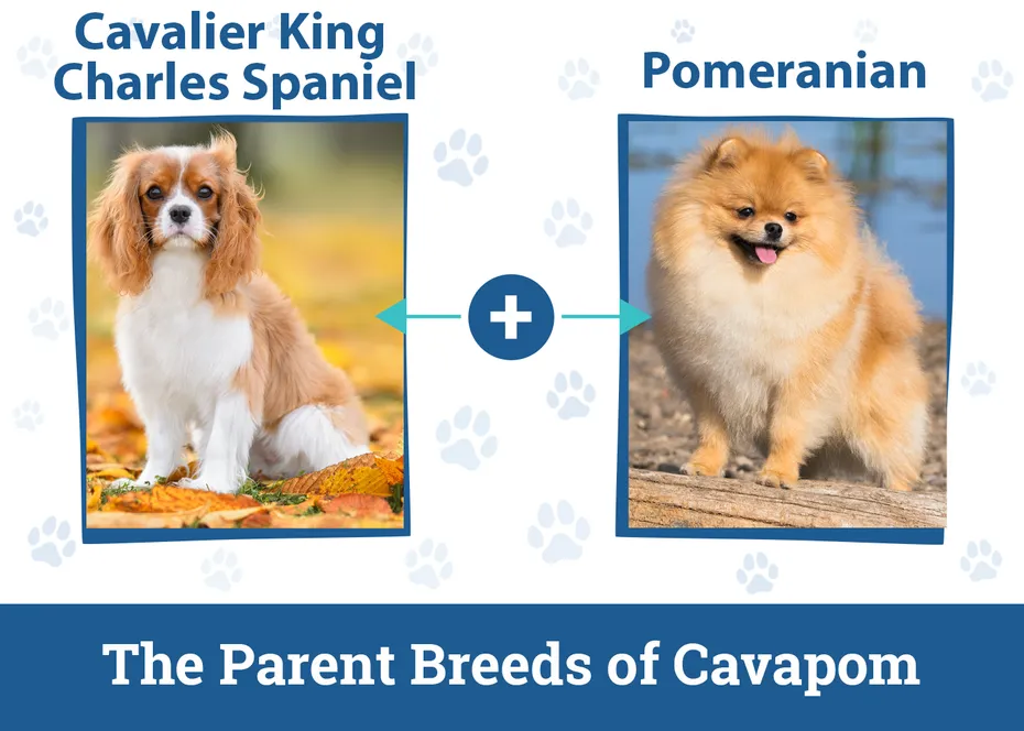 The Parent Breeds of Cavapom
