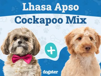Lacasapoo (Lhasa Apso & Cockapoo Mix): Info, Pictures, Care & More