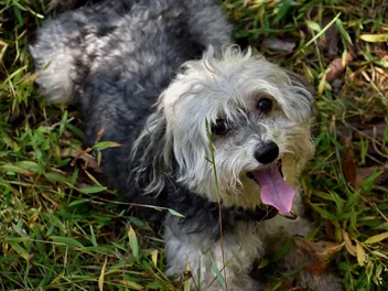Chinese Crestepoo (Chinese Crested & Poodle Mix): Info, Pictures, Traits & Care