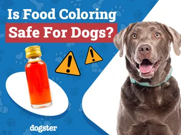 Is Food Coloring Safe for Dogs? Health Facts & FAQ
