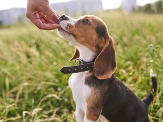 Coconut Oil Dog Treats: 7 Vet-Approved Homemade Recipes