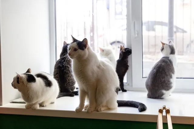 Were Dogs or Cats Domesticated First? History of Pets