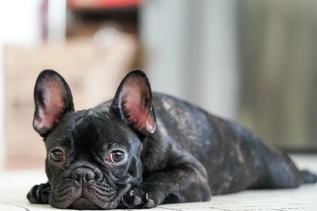 Is a French Bulldog Good for a First-Time Dog Owner? Breed Pros & Downsides