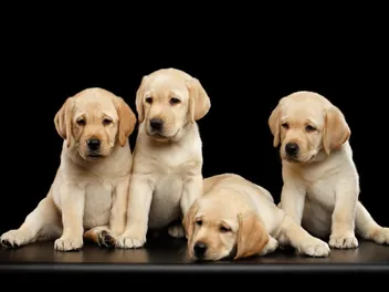 Labrador Retriever Puppies For Sale in South Carolina: 2026 Breeders List