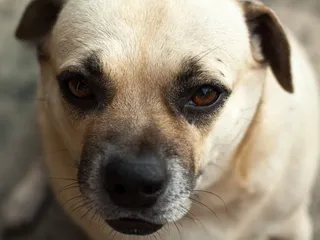 Daug (Dachshund & Pug Mix): Info, Pictures, Care & More