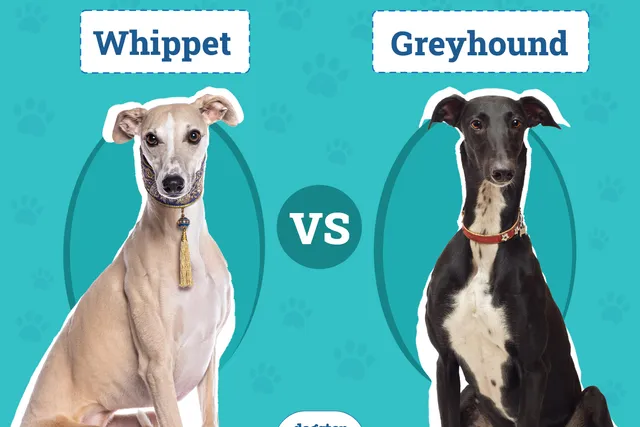 Whippet vs. Greyhound: The Differences (With Info & Pictures)